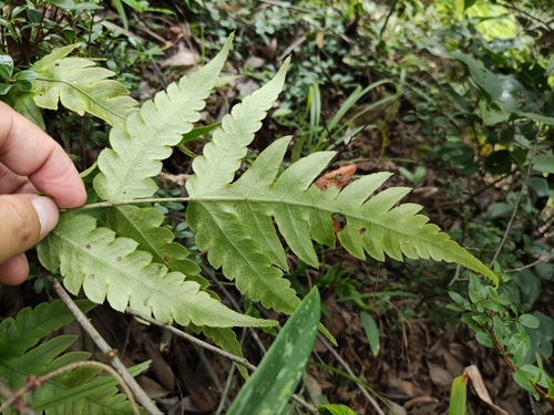 Woodwardia japonica iNat (2)