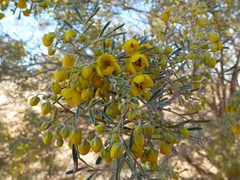 Senna artemisioides coriacea