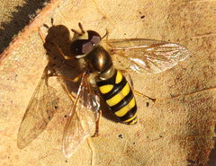 Eupeodes americanus