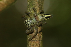 Colopsus