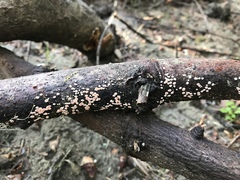 Aleurodiscus grantii