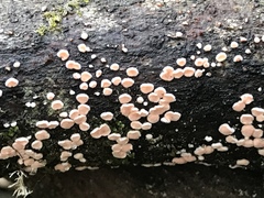 Aleurodiscus grantii