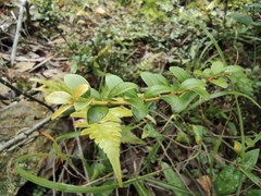 Syzygium buxifolium