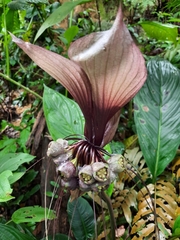 Tacca integrifolia