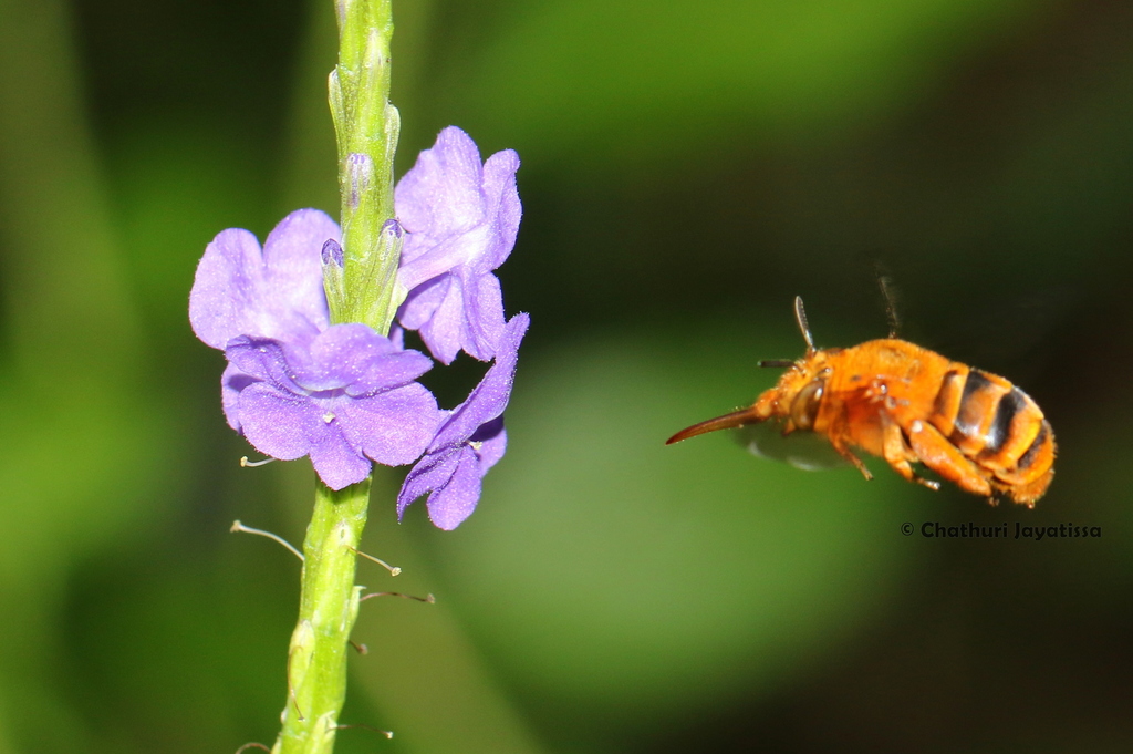 Amegilla subinsularis