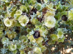 Maireana pyramidata