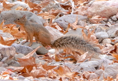Sciurus nayaritensis