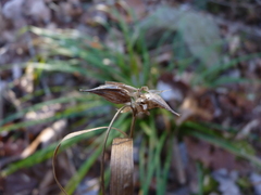 Carex grayi