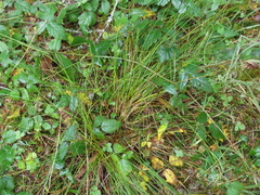 Juncus laccatus
