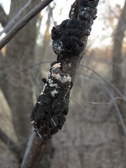 Trichothecium roseum