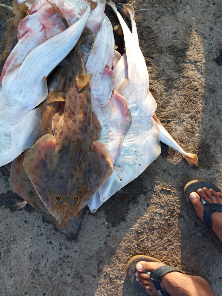 Smoothback Guitarfish