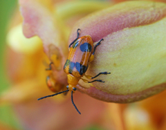 Stethopachys formosa