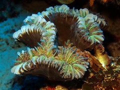 Fimbriaphyllia ancora