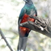 Quetzal Orejón - Photo (c) trpaprocki, algunos derechos reservados (CC BY-NC)
