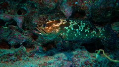 Epinephelus polyphekadion