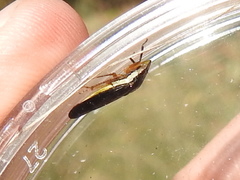 Homalodisca insolita