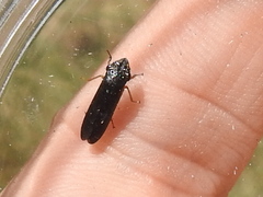 Homalodisca insolita