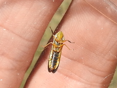 Homalodisca insolita