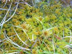 Sphagnum tenellum