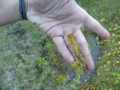 Sphagnum tenellum