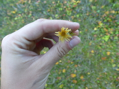 Sphagnum tenellum
