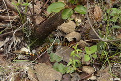 Micrurus ephippifer