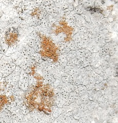 Bagliettoa calciseda