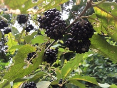 Callicarpa acuminata