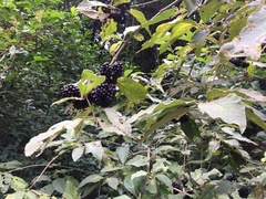 Callicarpa acuminata