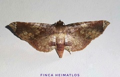 Microsca hedilalis