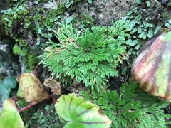 Selaginella pilifera
