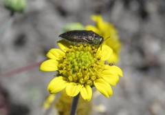 Acmaeodera cuprina