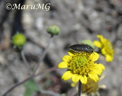 Acmaeodera cuprina