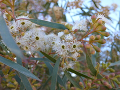 Eucalyptus leptophylla