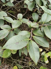 Vaccinium bracteatum