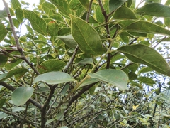 Vaccinium bracteatum