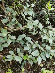 Vaccinium bracteatum