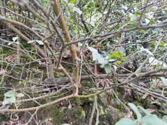 Vaccinium bracteatum