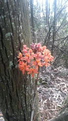 Epidendrum radicans