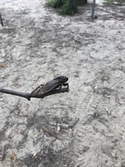 Macrotristria angularis