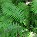 Ostrich Fern - Photo (c) naturalheritagetech, some rights reserved (CC BY-NC), uploaded by naturalheritagetech