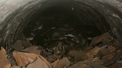 Malayopython reticulatus