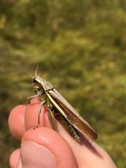 Stethophyma lineatum