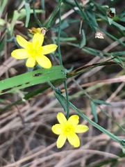 Tricoryne