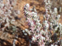 Dissocarpus paradoxus