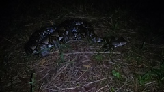 Malayopython reticulatus