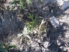 Psacalium radulifolium