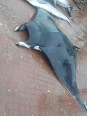 Mobula mobular