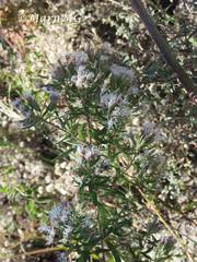 Steviopsis thyrsiflora