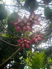 Hoya macgillivrayi